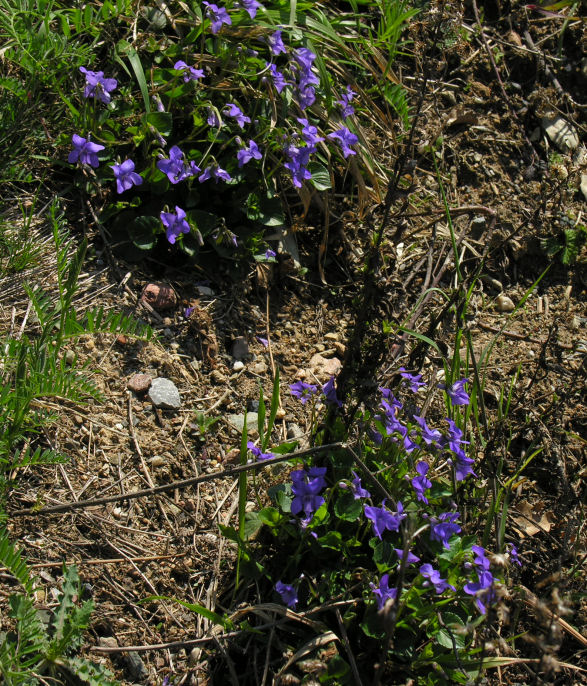 Violette - Viola cfr.riviniana